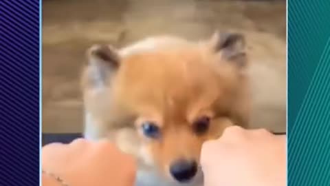 Chats et chiens drôles