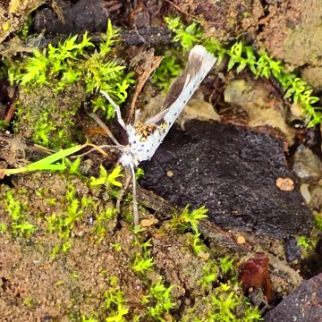 Injured gypsy moth / this beautiful insect is missing a wing.
