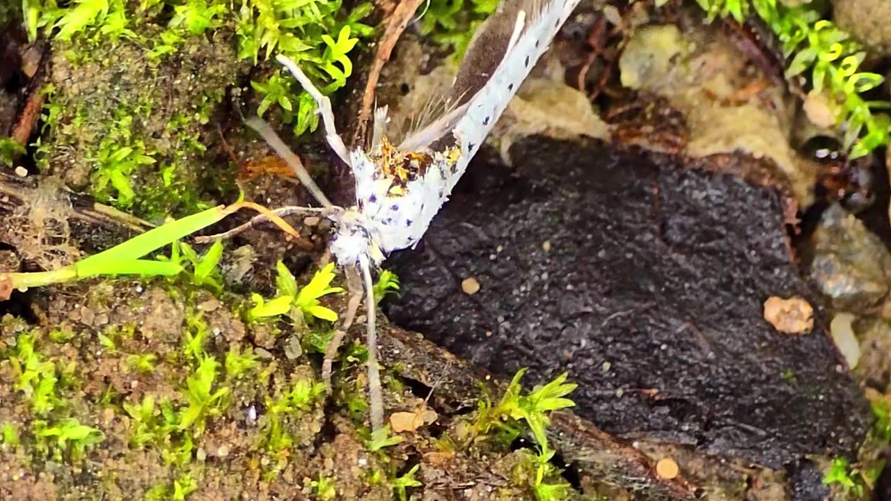 Injured gypsy moth / this beautiful insect is missing a wing.