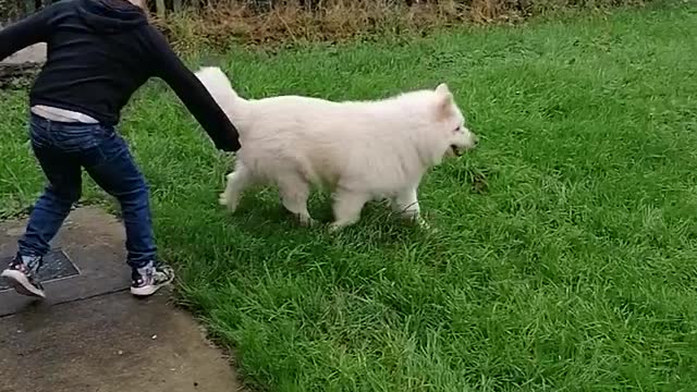 Daniel loves his Dogs