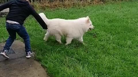 Daniel loves his Dogs