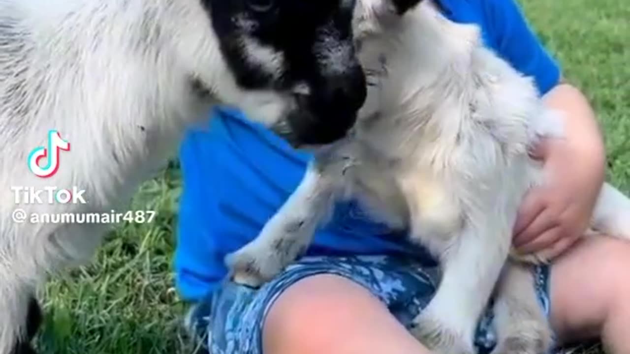 Animal lover