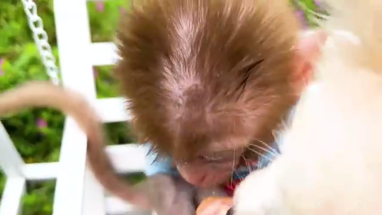 funny video