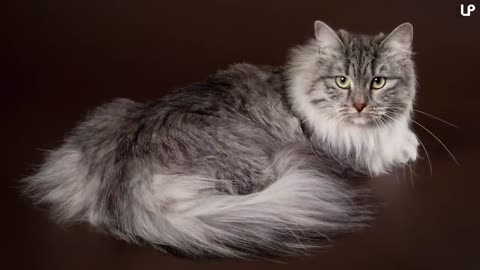 10 Biggest Cat Breeds