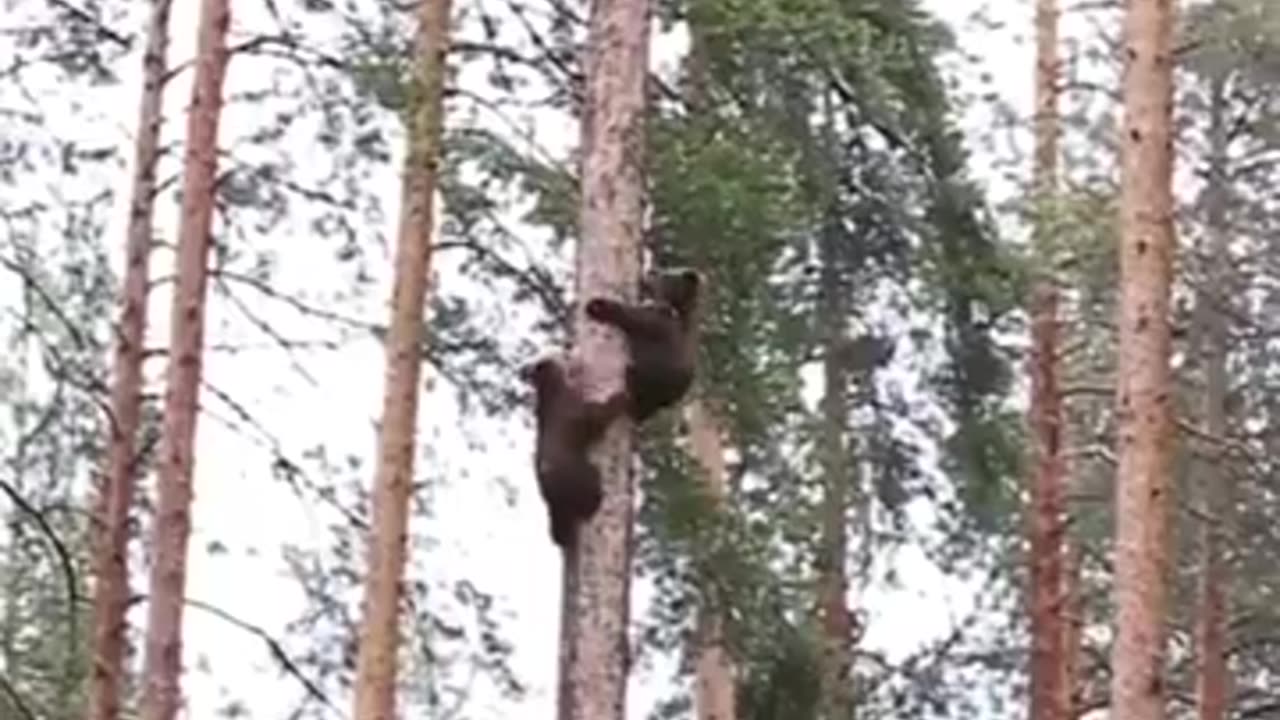 Have you ever through about how Baby bear-climb-on #Shorts