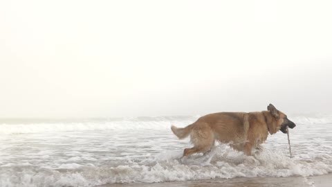 Dog at beach