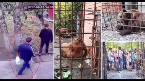Worst animal attack humans