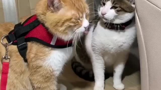 Cat and dog playing in the snow