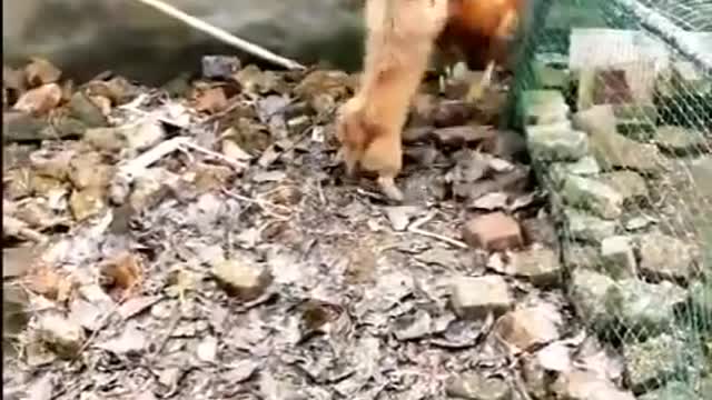 Chicken Funny Dog Fight Videos