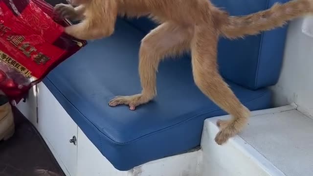 Also not greedy with two red dates # cute pet debut plan