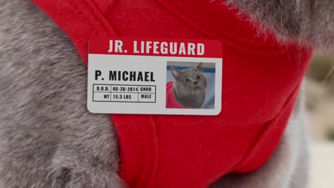 World's First Cat Lifeguard..🌊⛱️