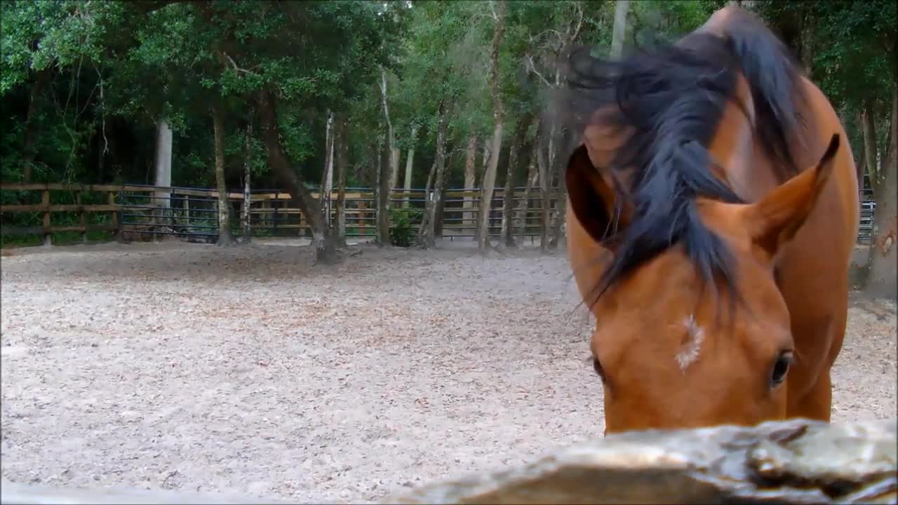 Horse sounds for children - Horse whinnying/snorting