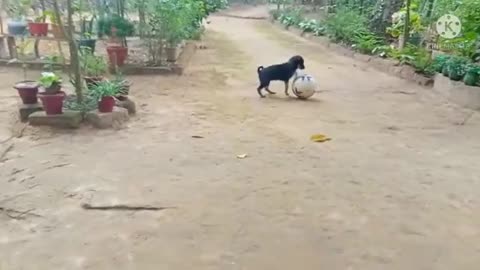 Cute Puppy Playing With The Football