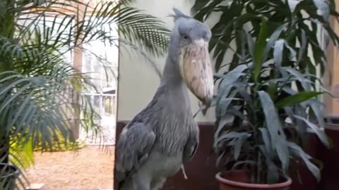 Shoebill or automatic gun