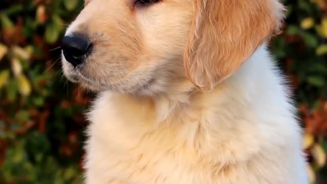 Double breed golden retriever