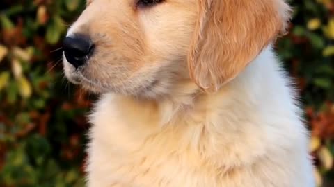 Double breed golden retriever