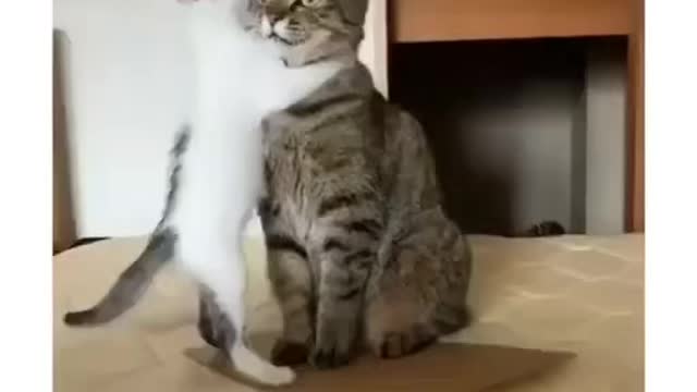 Cats hugging watch till end:)