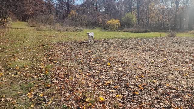 Bentley and Cooper run around pt. 5