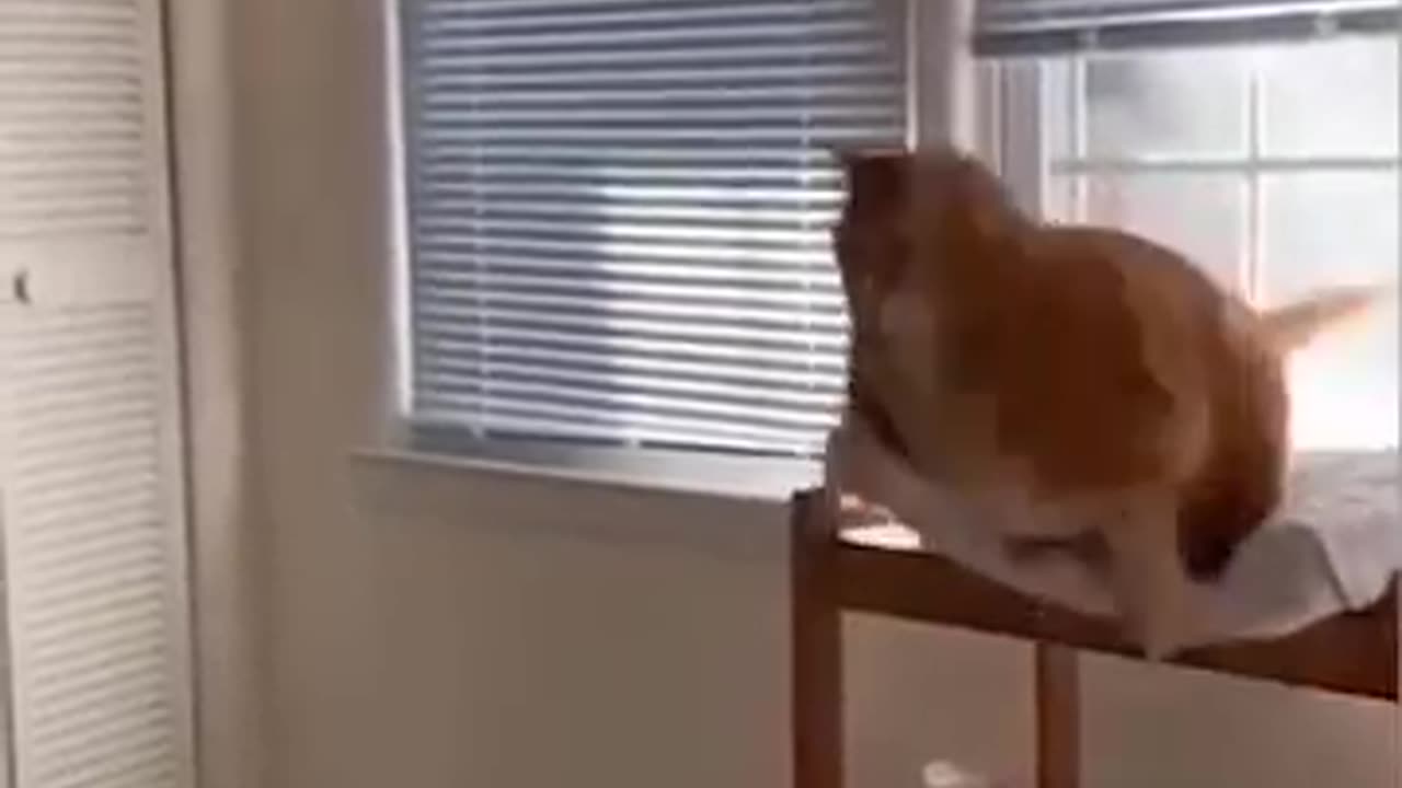 Funny cats and dogs
