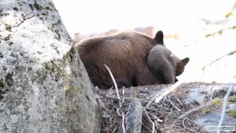 Mother Black Bear & Her Adorable Bear Cub in Sequoia National Park - California