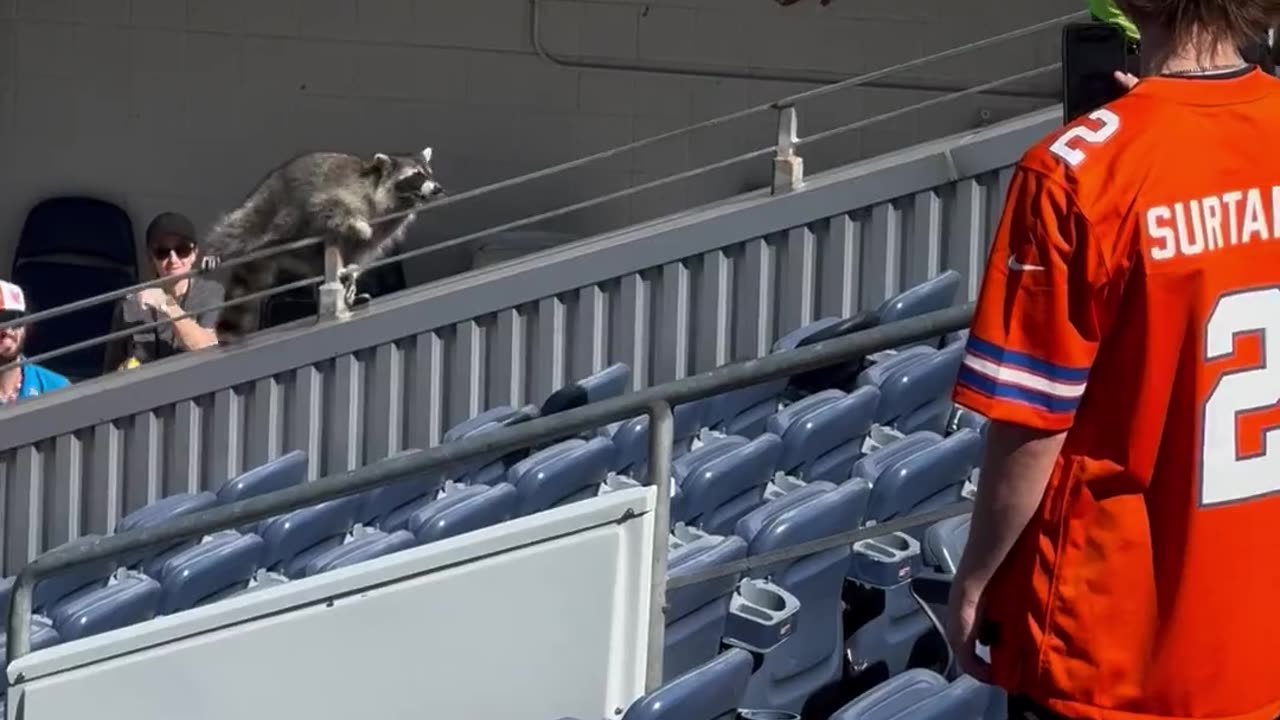 Raccoon Crashes Broncos' Game