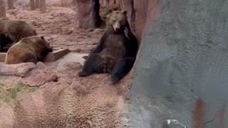 Bear Waves Back