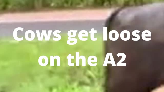 Cows get loose on the A2