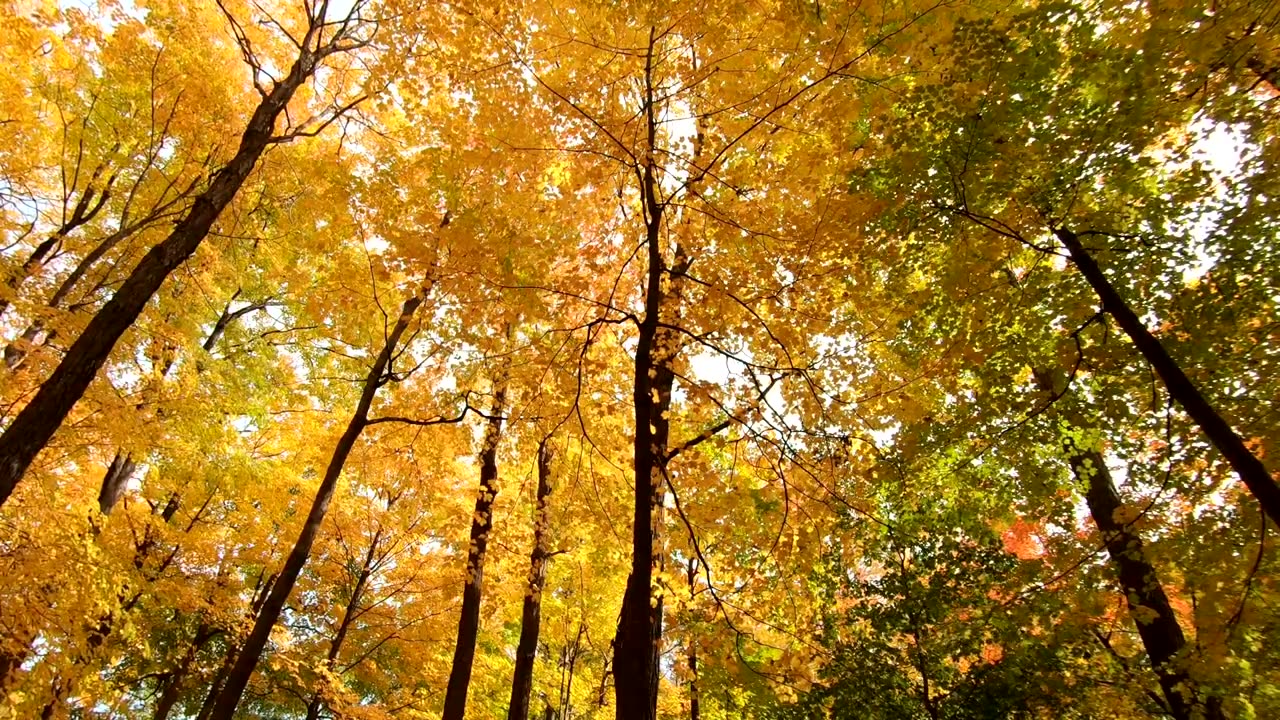 Enchanting Ecosystems: A Journey Through the Wonders of Nature"