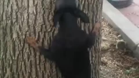 A dog who wants to climb a tree.