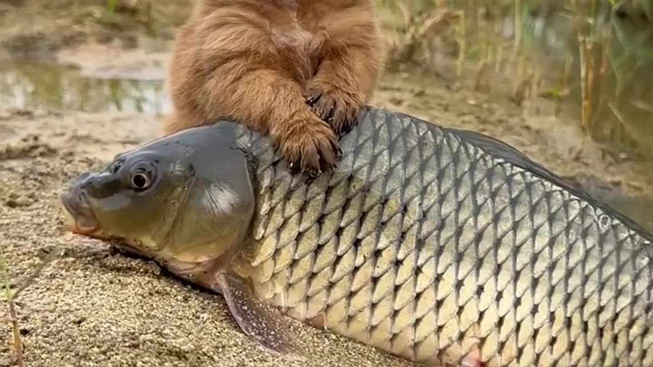 Dog lover intelligent dog and fish 😱