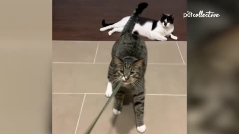 Most Viral Cats of The Internet!! 😂 Funniest Cat videos 🤣