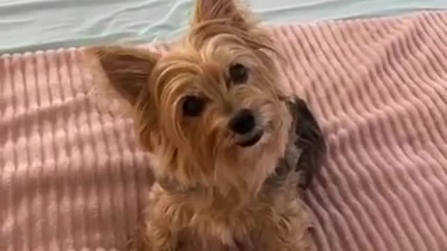 Lady tells her dog a story using all its favorite words...