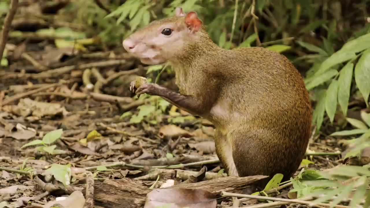 Wild animals