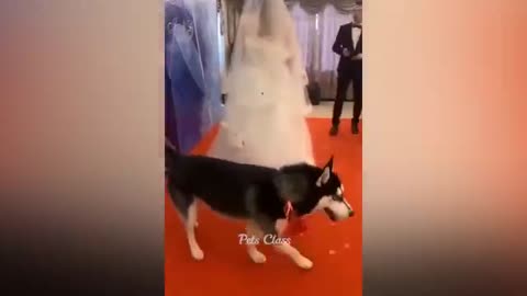 Animals funny video🤣😂