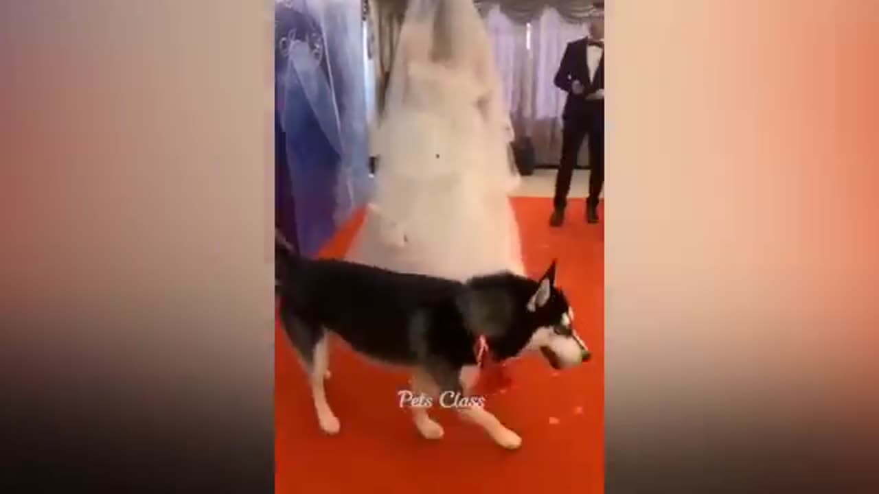 Animals funny video🤣😂