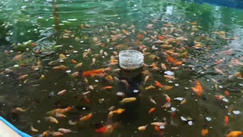 How My Farm Produce 30,000 Goldfish/Japanese koi babies in just 1 Week? Massive Fish Production!-17