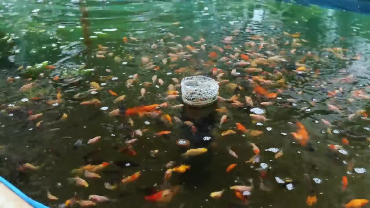 How My Farm Produce 30,000 Goldfish/Japanese koi babies in just 1 Week? Massive Fish Production!-17