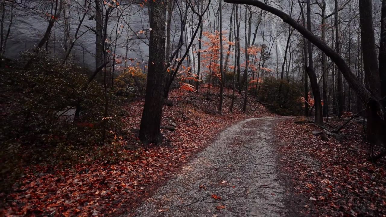 Relaxing Walk in Thunderstorm, Binaural Rain and Nature Sounds for Sleep and Study - 4k ASMR