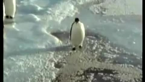 fun video of a penguin