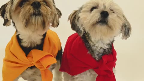 Short funny pet quotes