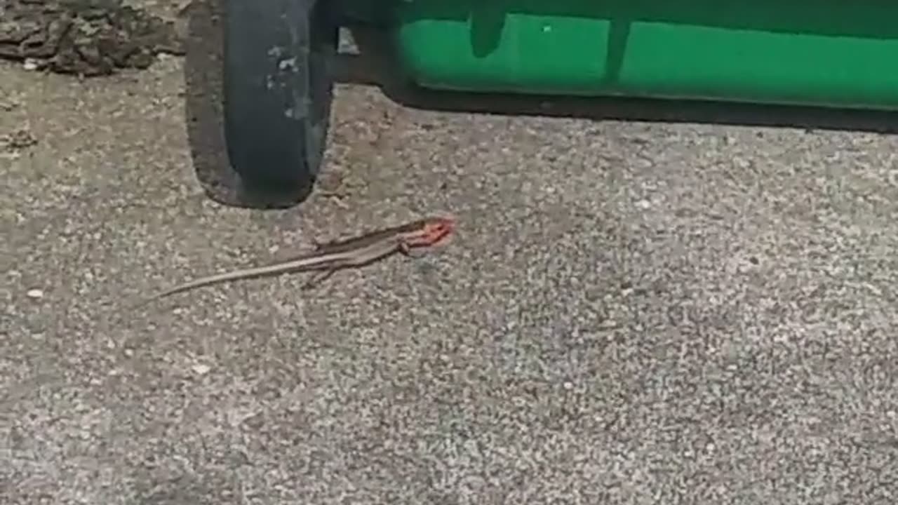 Big Dumpster 5 Lined Skink