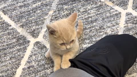 Kittens Demand Attention From Human