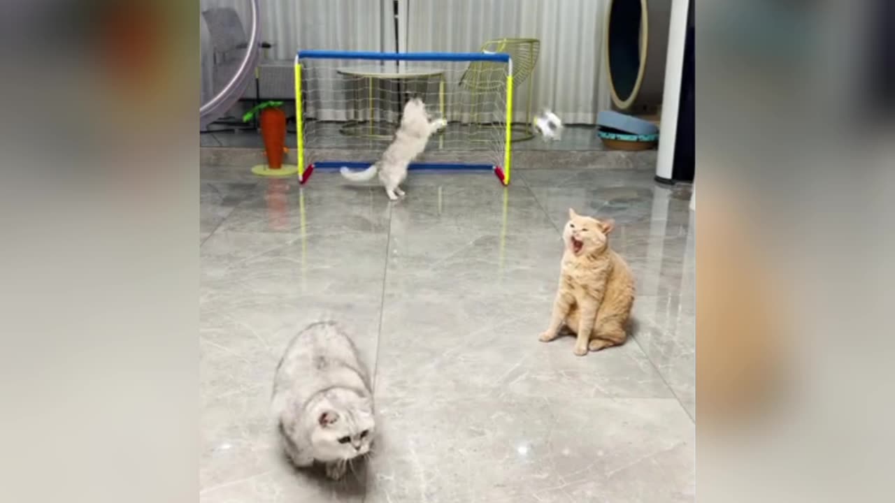 Very funny video of cats playing football...💯