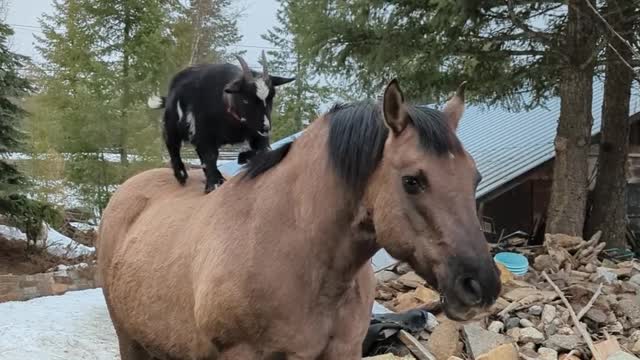 Horse Helps Goat Get Some Height