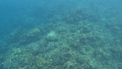 Snorkeling Day: Unveiling Underwater Wonders
