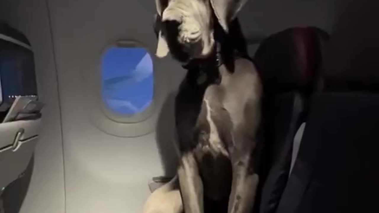 The perfect passenger ✈️ 🌟😎 #PawsengerPerfection