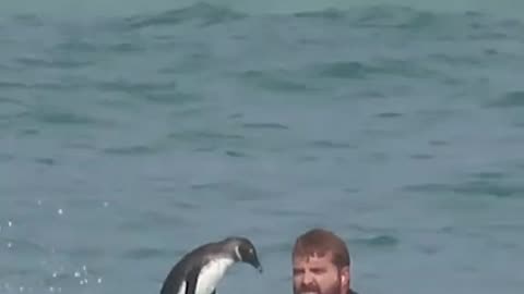 ATHLETIC PENGUIN SHOWS OFF SKILLS ON BODYBOARD