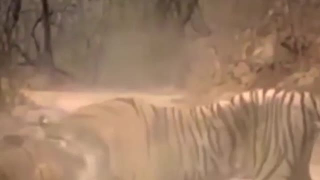 Tiger's Fight For Prey.