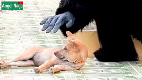 Fake Gorilla prank Dogs Make Funny Feeling Dogs - Super Funny