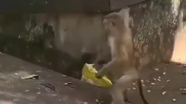 Funniest Animals Videos 🦜 Can Make You More Happy #26
